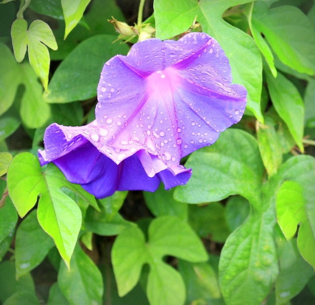 Morning Glory Blume mit Tropfen