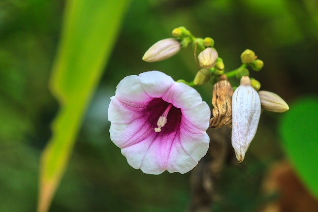 Morning Glory Blumen