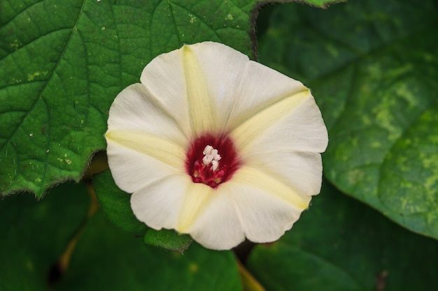 Morning Glory Blumen