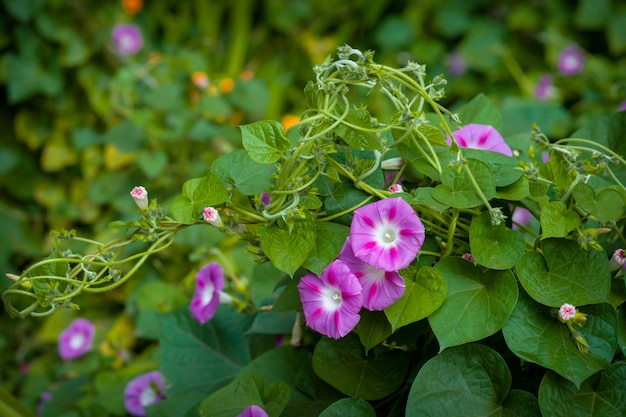 Morning Glory Blumen