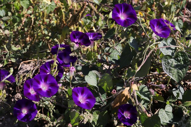 Morning Glory Flower Schöne Tapeten