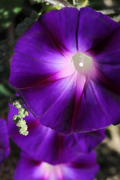 Morning Glory Flower Schöne Tapeten