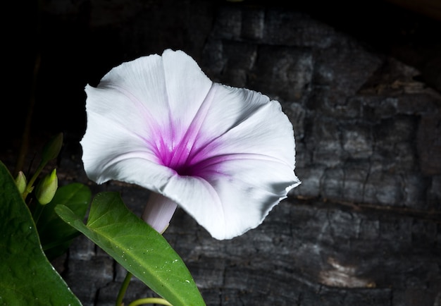 Morning Glory Flowers.Still Leben