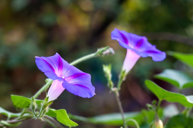 Morning Glory (Ipomoea) Blume