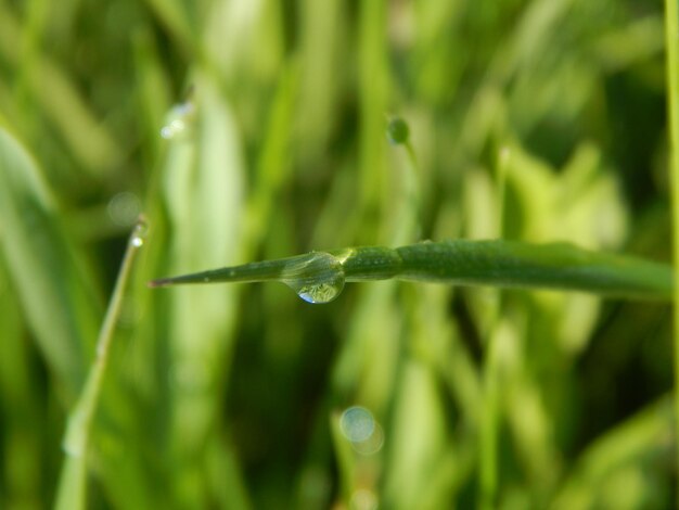 Morning Grass