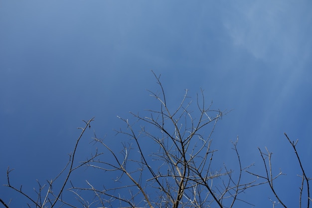 Foto morreram fundo de galhos de árvores