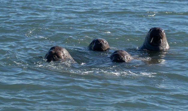 Morsa nadando en el agua del mar ártico Svalbard