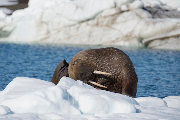 Foto morsa sobre flujo de hielo