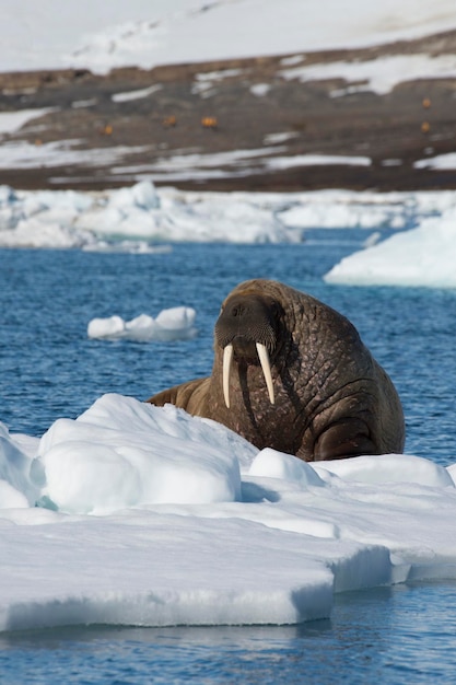 Morsa sobre flujo de hielo