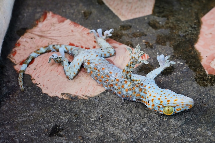 Foto morte de lagartixa no chão de cimento