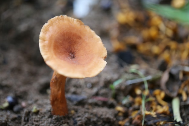 Morte fresca do cogumelo venenoso marrom na terra.