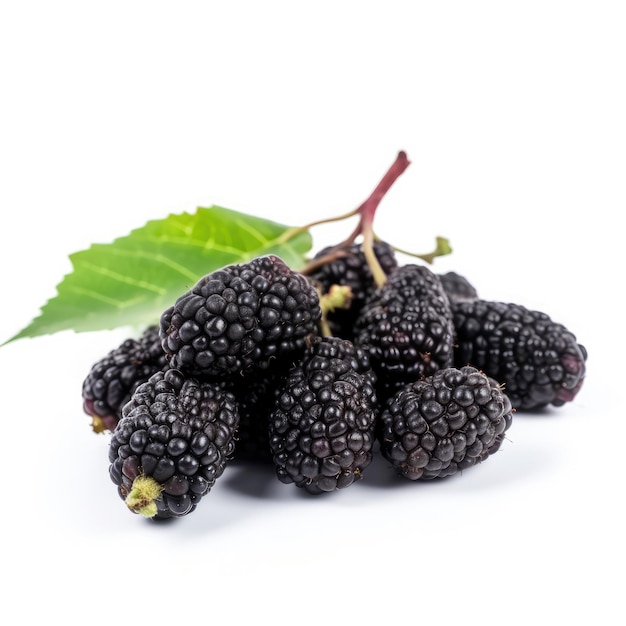 Morus Nigra Black Mulberry fruta isolada no fundo branco