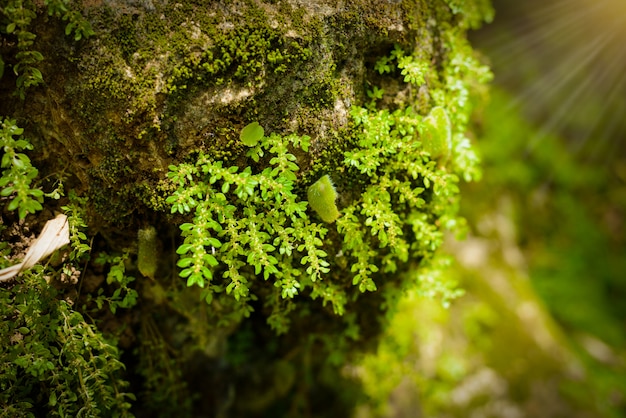 Foto mos verde en el arbol