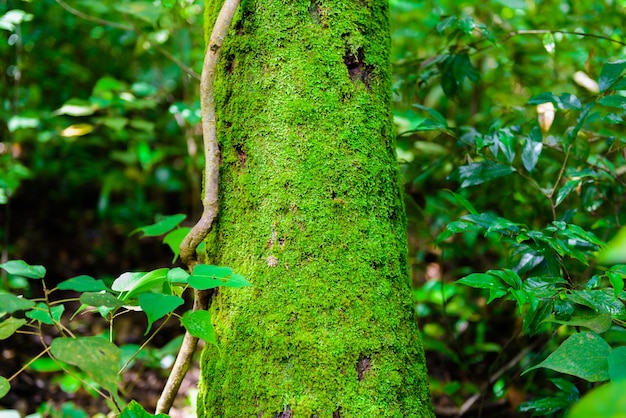 Foto mos verde en la selva de la textura del árbol