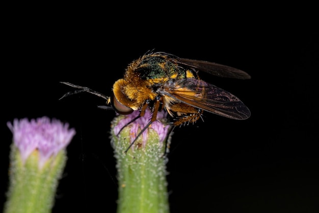 Mosca abeja adulta de la subfamilia Toxophorinae