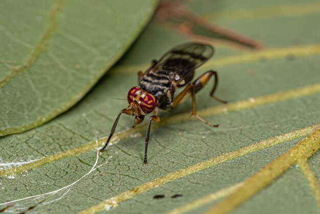 Foto la mosca acaliptrada adulta