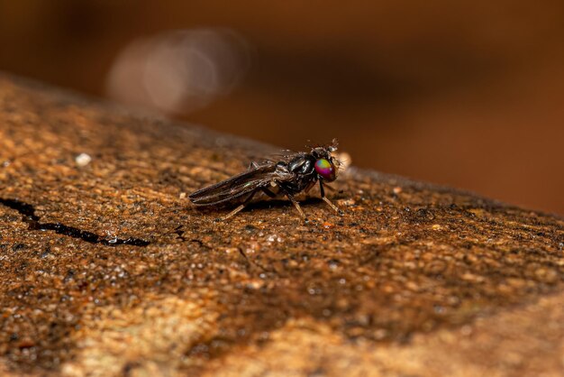 Foto la mosca acaliptrada adulta