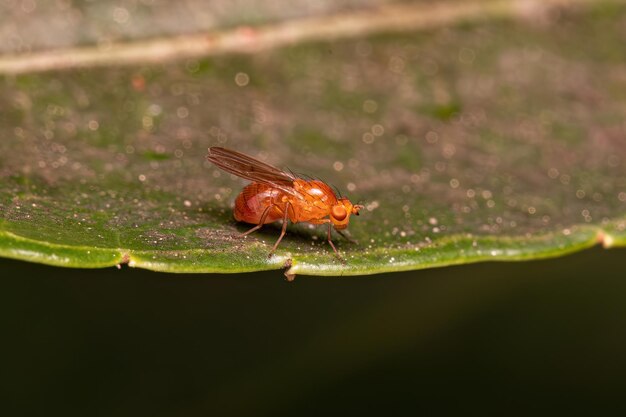 Foto la mosca acaliptrada adulta