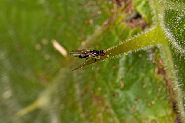 Foto mosca acaliptrada adulto