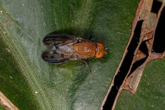 Mosca Acalyptrate adulta do Zoosubection Acalyptratae