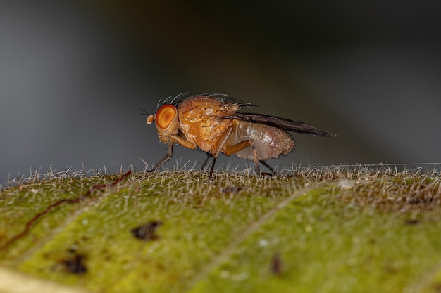 Mosca Acalyptrate adulta de la Zoosubsección Acalyptratae