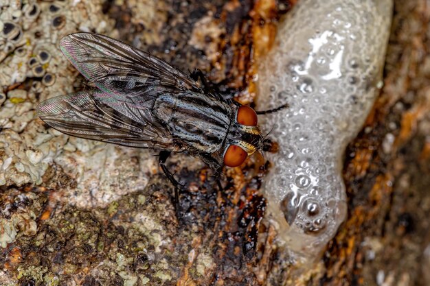 Mosca adulta de la carne de la familia Sarcophagidae