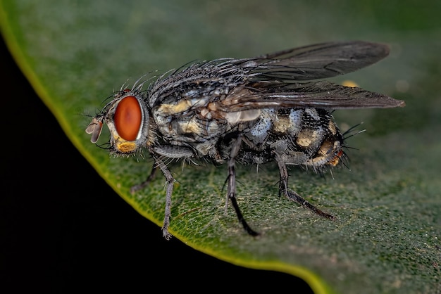 Mosca adulta de la carne de la familia Sarcophagidae