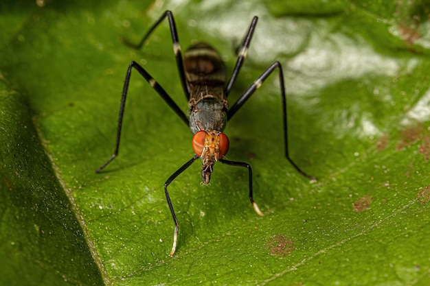 Mosca adulta de patas erguidas