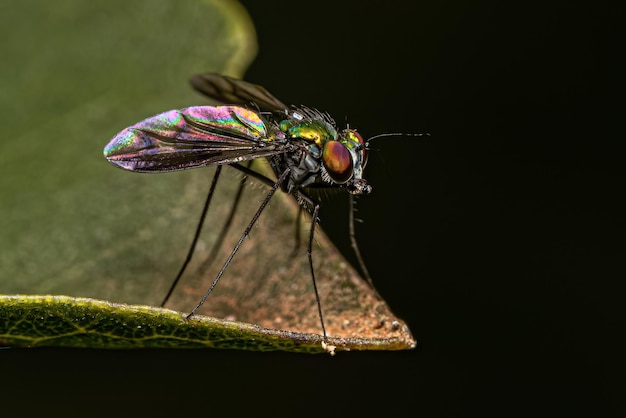 Mosca adulta de patas longas