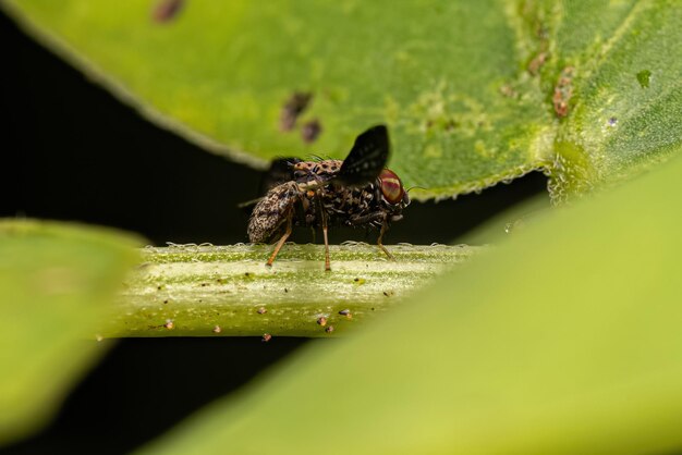 Foto la mosca alada adulta