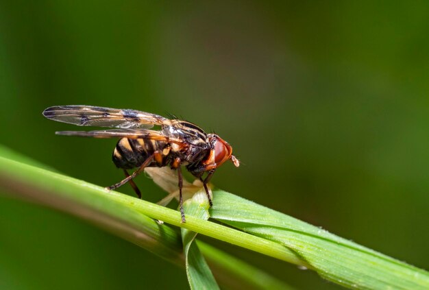 La mosca alada