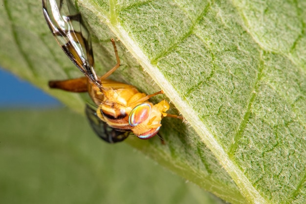 Mosca amarilla hermosos detalles y colores de una pequeña mosca amarilla en un enfoque selectivo de hoja de uva