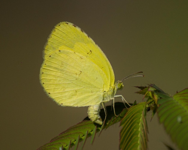 Foto la mosca amarilla pone huevos