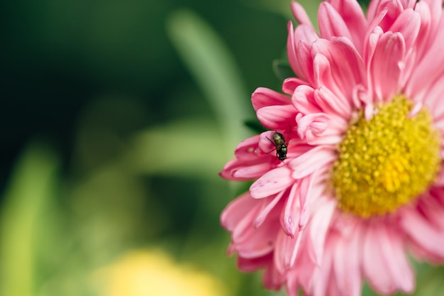 La mosca se arrastra a lo largo de la flor rosa de primer plano de los asters.