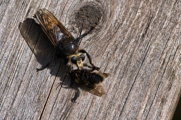 Mosca asesina amarilla o mosca ladrona amarilla con un abejorro como presa El insecto es succionado