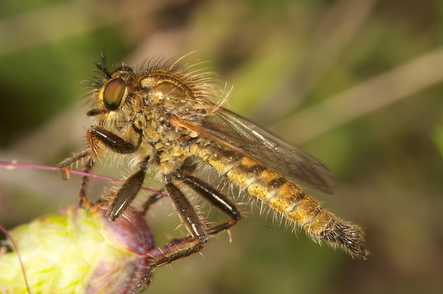 Mosca asesina