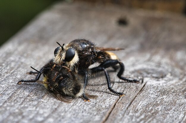 Mosca assassina amarela ou mosca de ladrão amarela com uma abelha como presa O inseto é sugado