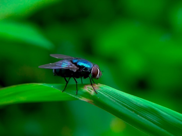 Mosca azul ou Calliphora vomitoria ou comumente chamada de mosca azul de barba laranja