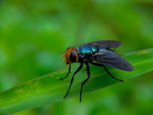 Una mosca azul se sienta en una hoja verde.