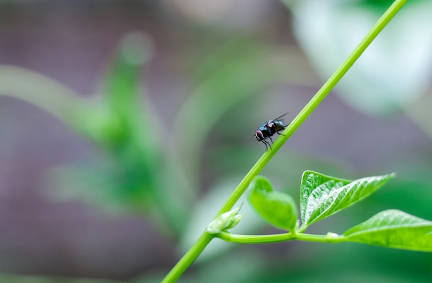 Mosca de botella verde común descansando sobre una rama de árbol de frijol largo