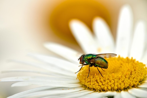 Mosca de botella verde común polinizando una flor de margarita blanca al aire libre Primer plano de una mosca azul alimentándose del néctar del pistilo amarillo en una planta de margarita Macro de un insecto sericata en un ecosistema