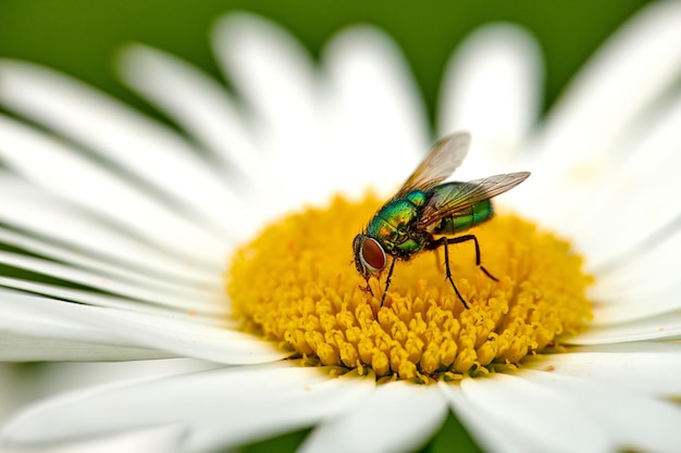 Una mosca de botella verde polinizando una margarita en un día de verano Detalle del primer plano de una mosca azul sentada en una flor y alimentándose durante la primavera Un insecto al aire libre en un próspero ecosistema floral