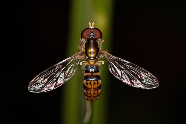 Mosca calígrafa adulta