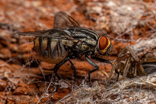 Mosca de carne adulta muerta