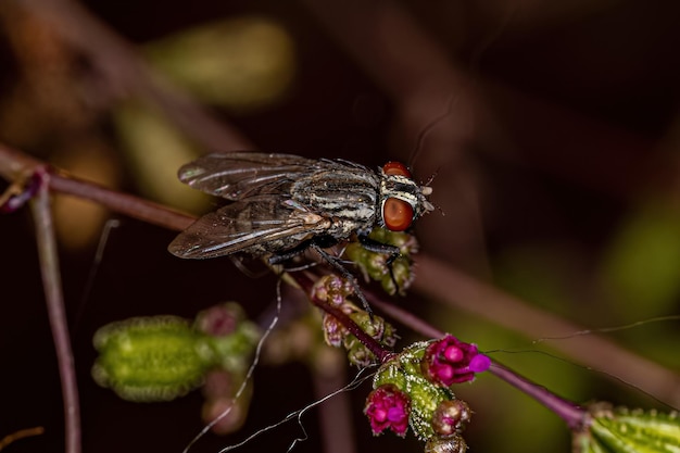 Mosca de carne adulta