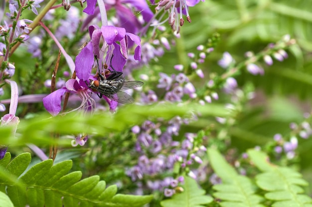 Mosca de carne en ramo de flores tomadas mientras se alimenta Flores rosas y hojas verdes