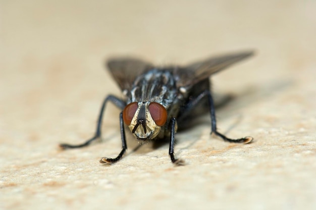 Mosca de la carne Sarcophaga primer plano