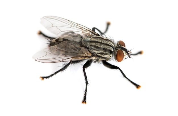 Mosca de la carne visto desde lo alto, Sarcophagidae, aislado en blanco