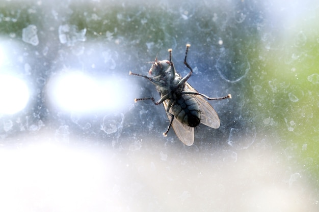 Mosca, casa, mosca, ligado, a, pára-brisa, sujo, Chrysomya, megacephala, musca, domestica