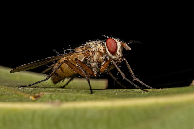 La mosca de cerdas adulta